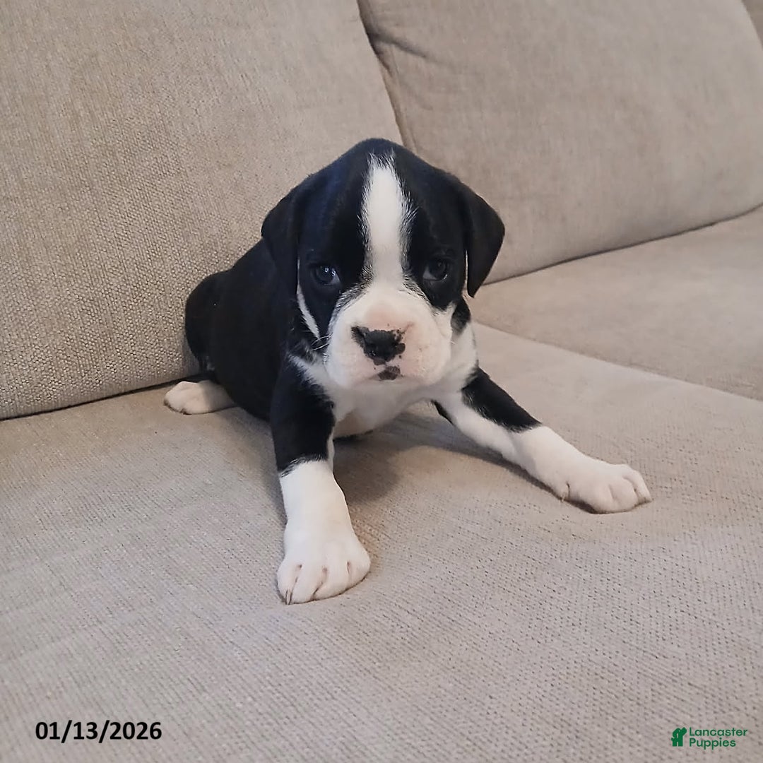 Boxer dogs for sale: Ashley - Ad 4