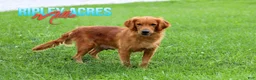 Golden Retriever dogs for sale: Tammy     Genetic/OFA - Ad 14