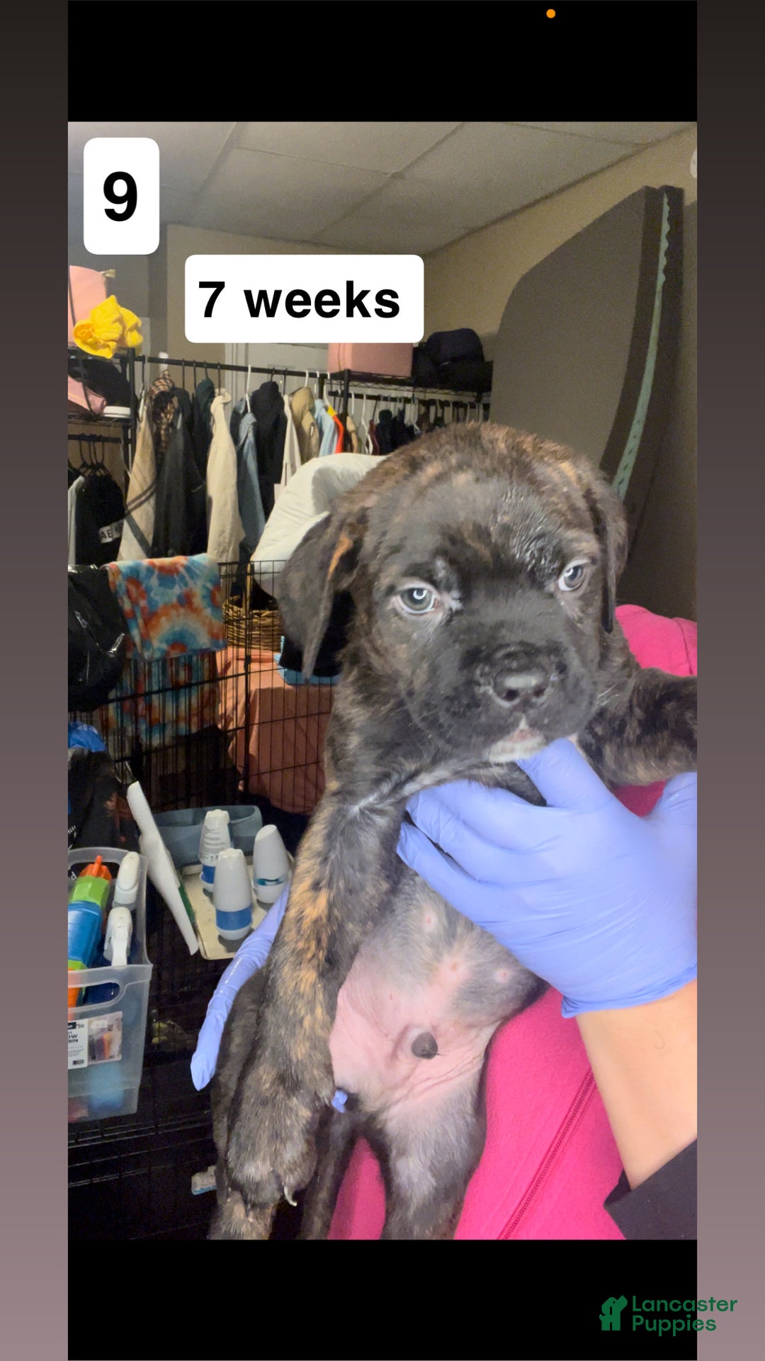 Cane Corso dogs for sale: Cane Corso Puppy 6 - Ad 1