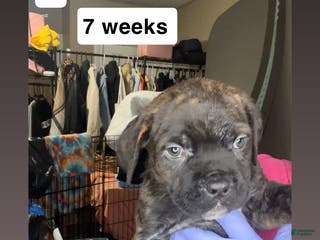 Cane Corso dogs Cane Corso Puppy 6 - Ad 4