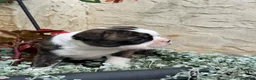 Boston Terrier dogs for sale: Kathi - Ad 18