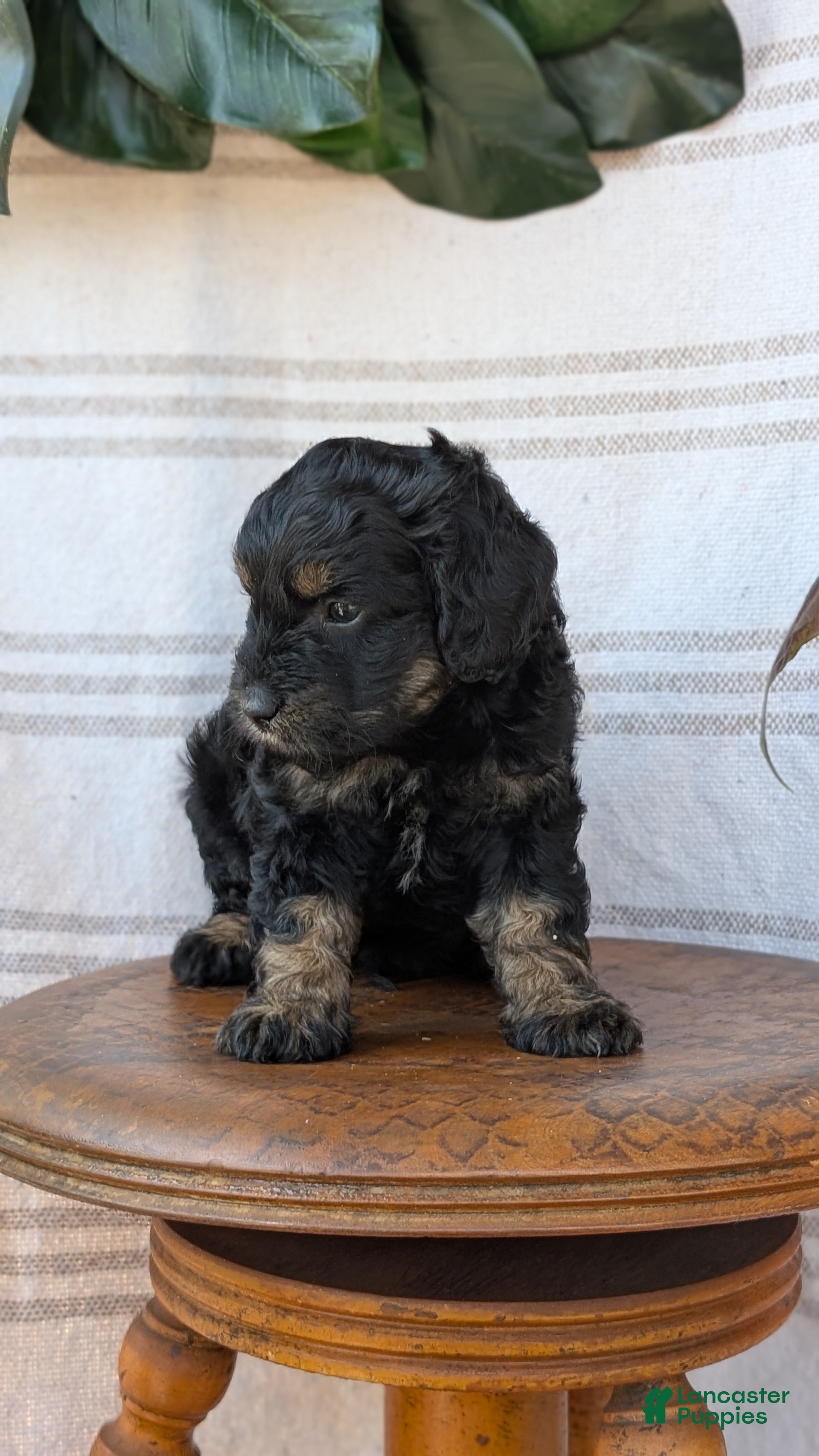 Cavapoo dogs Max - Ad 2