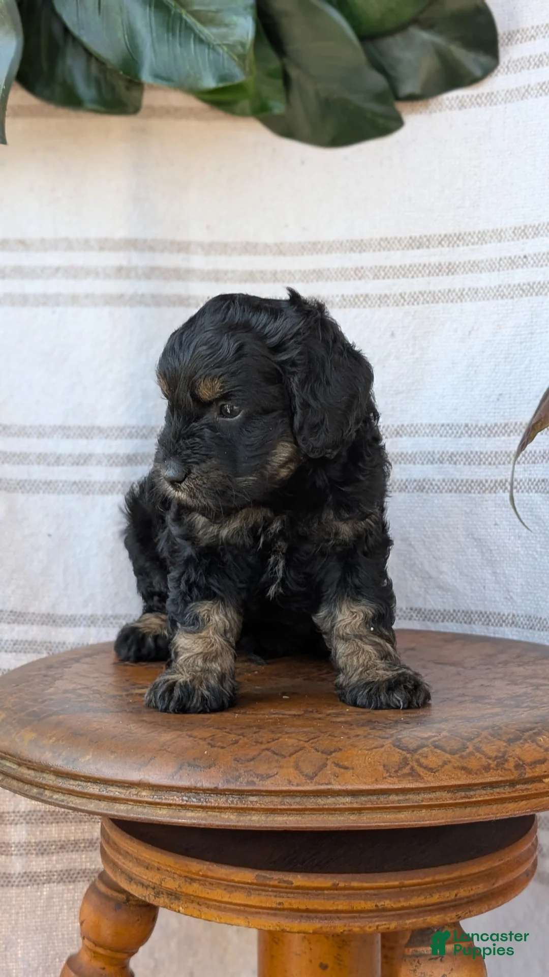 Cavapoo dogs for sale: Max - Ad 2