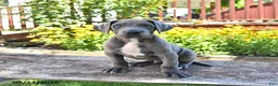 Great Dane dogs for sale: Lucky - Ad 3