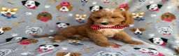 Cavapoo dogs for sale: Chance - Ad 4