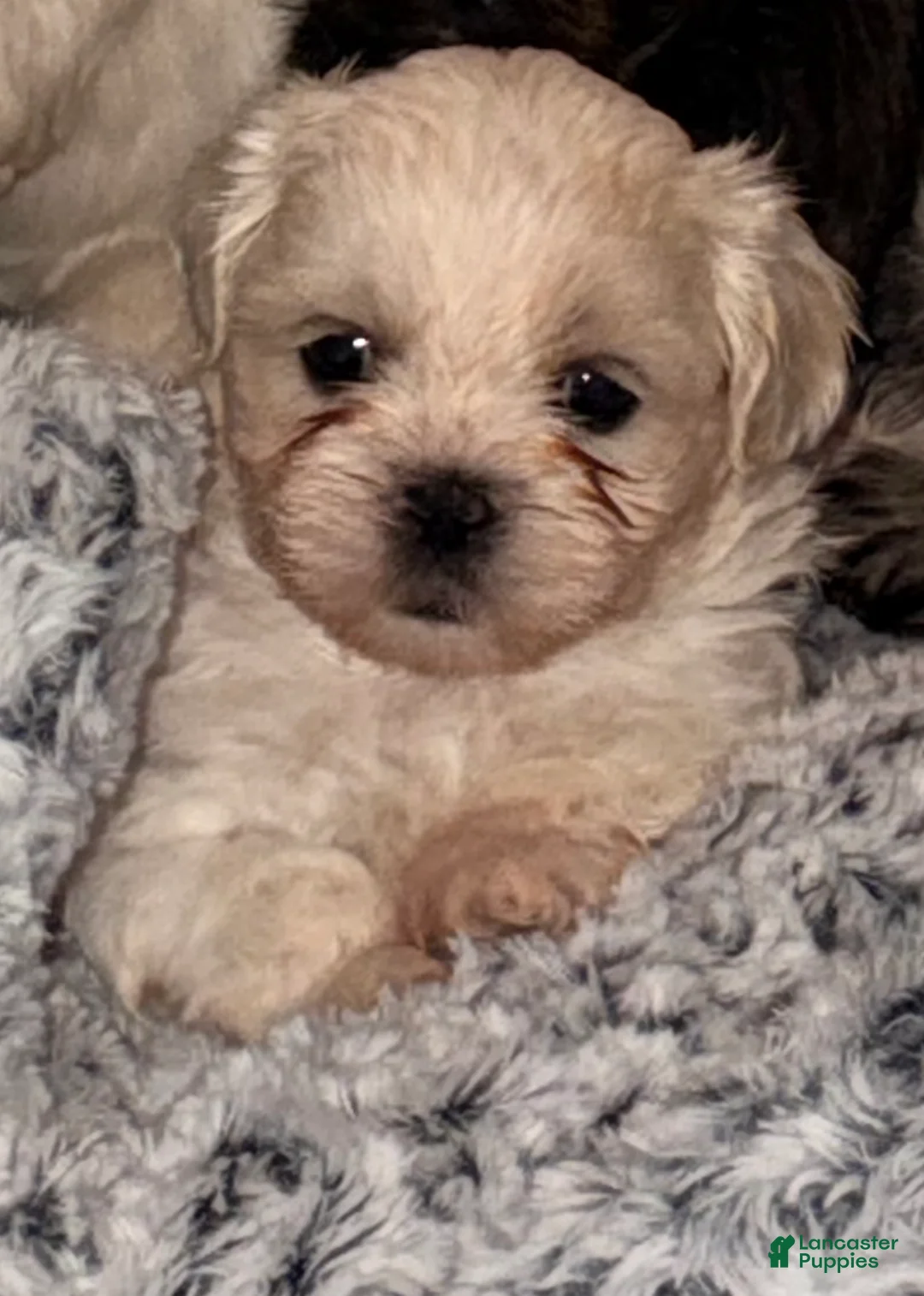 Shih Tzu dogs for sale: Shih Tzu Puppy 2 - Ad 2