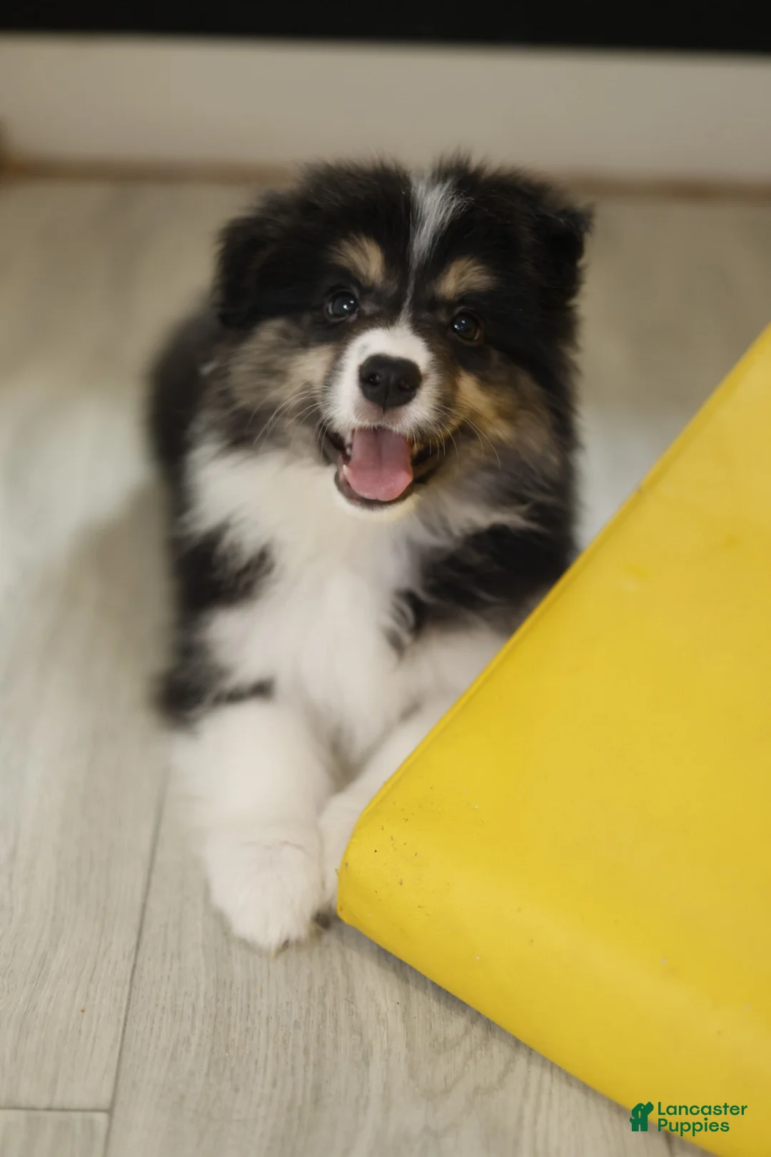 Border Collie dogs for sale: Border Collie Puppy 1 - Ad 1