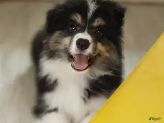 Border Collie dogs Border Collie Puppy 1 - Ad 4