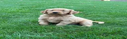 Golden Retriever dogs for sale: Nash - Ad 4