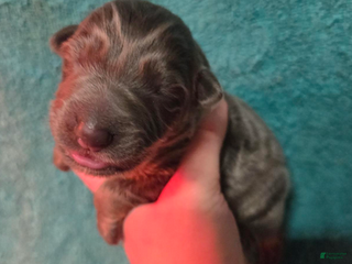 German Shepherd dogs for sale: Purple Collar Girl - Ad 2