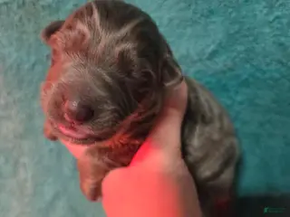 German Shepherd dogs Purple Collar Girl - Ad 41