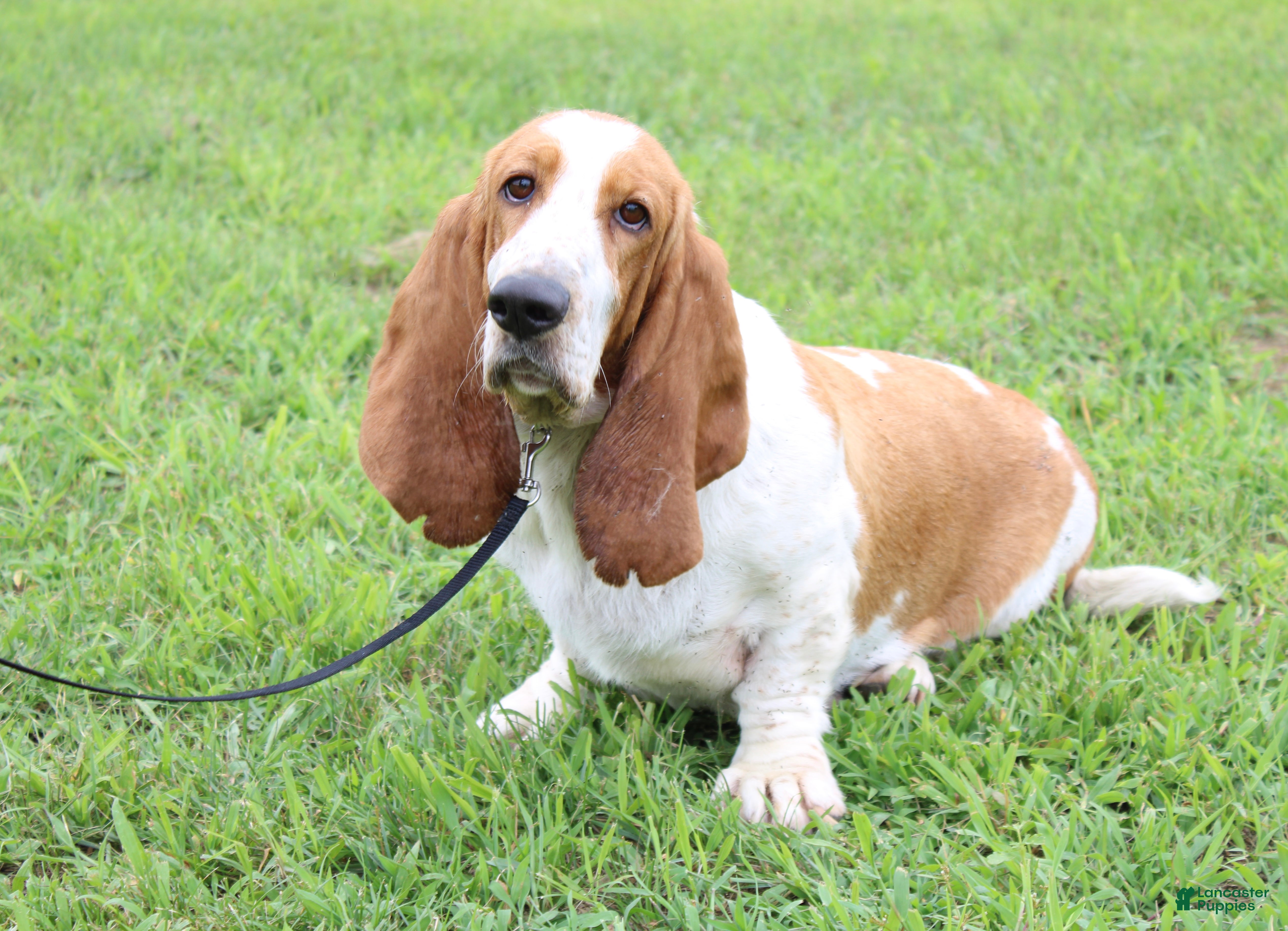 Basset Hound dogs Basset Hound Puppy 1 - Ad 2