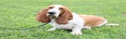 Basset Hound dogs for sale: Basset Hound Puppy 1 - Ad 2