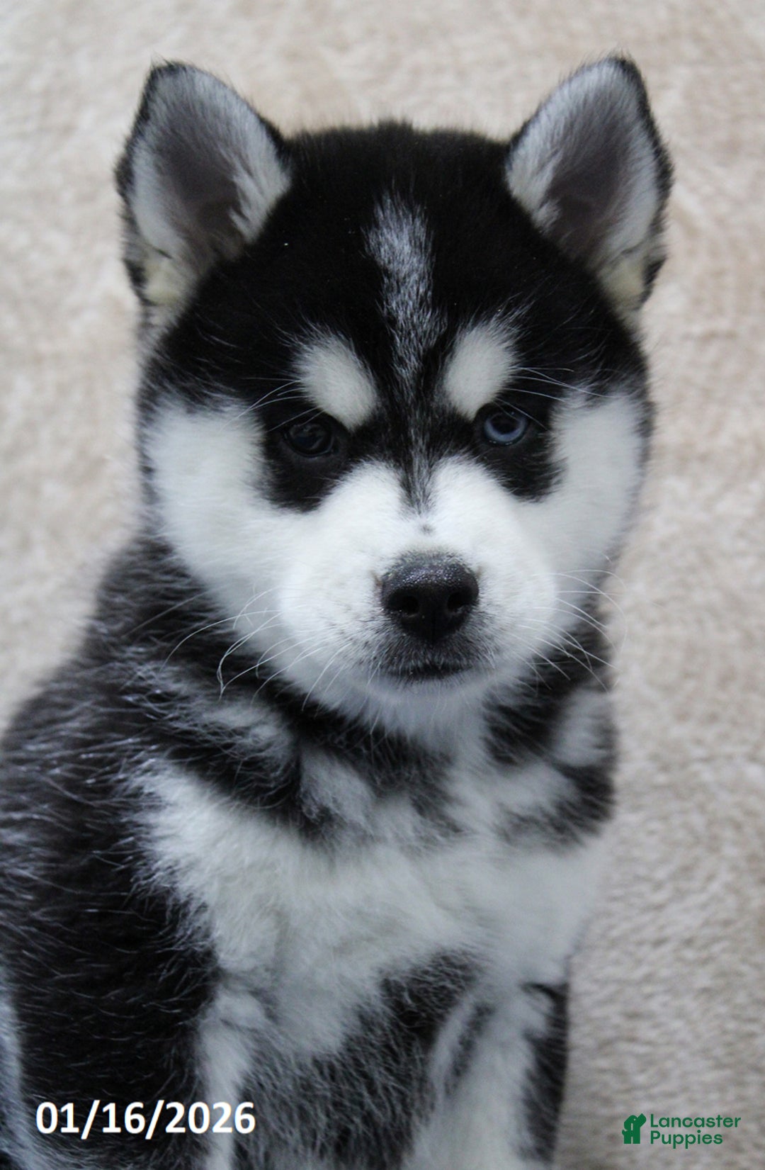 Pomsky dogs for sale: Dash - Ad 4