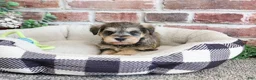 Miniature Schnauzer dogs for sale: Ranger  - Ad 4