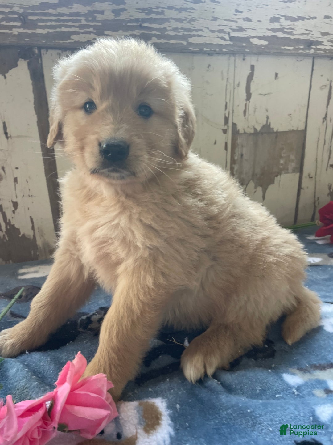 Mixed Breed dogs for sale: Forrest - Ad 4