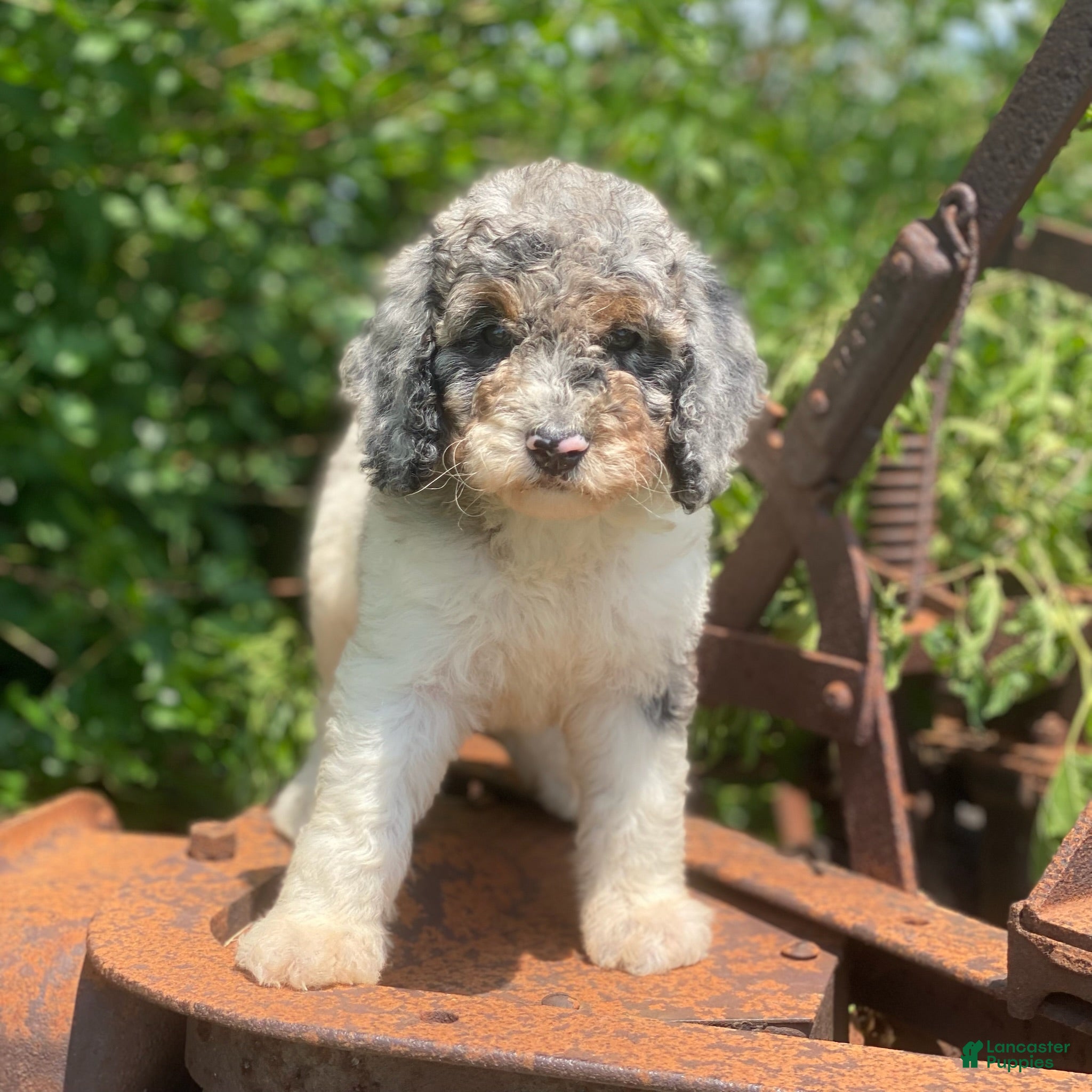 Standard Poodle dogs Storm - Ad 17