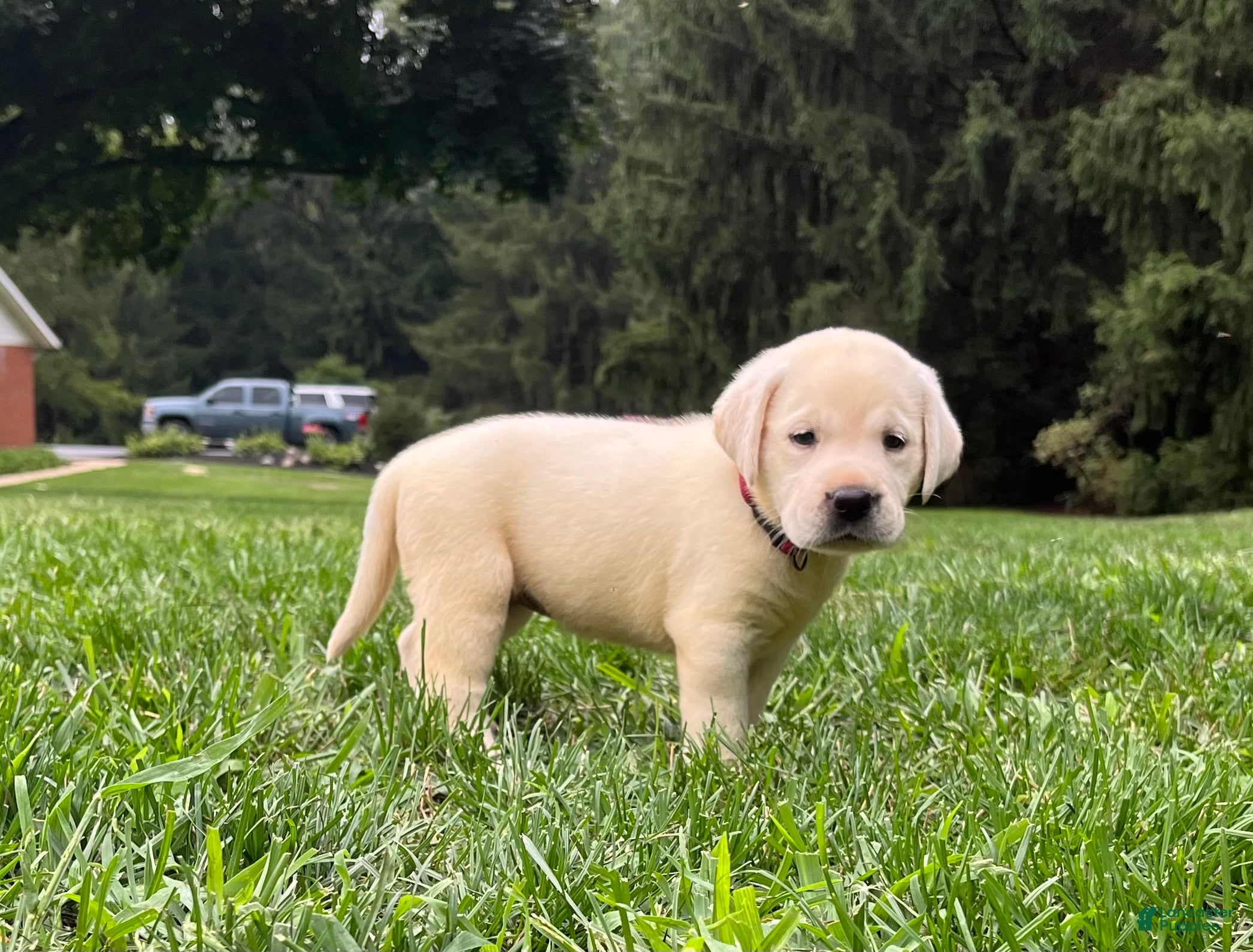 Labrador Retriever dogs Violet - Ad 1