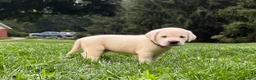 Labrador Retriever dogs for sale: Violet - Ad 1