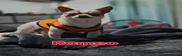 Chihuahua dogs for sale: Magic  - Ad 7