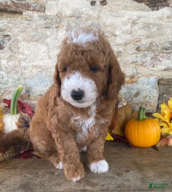 Mini Goldendoodle dogs Noah - Ad 2