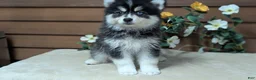 Pomsky dogs for sale: Prince - Ad 3