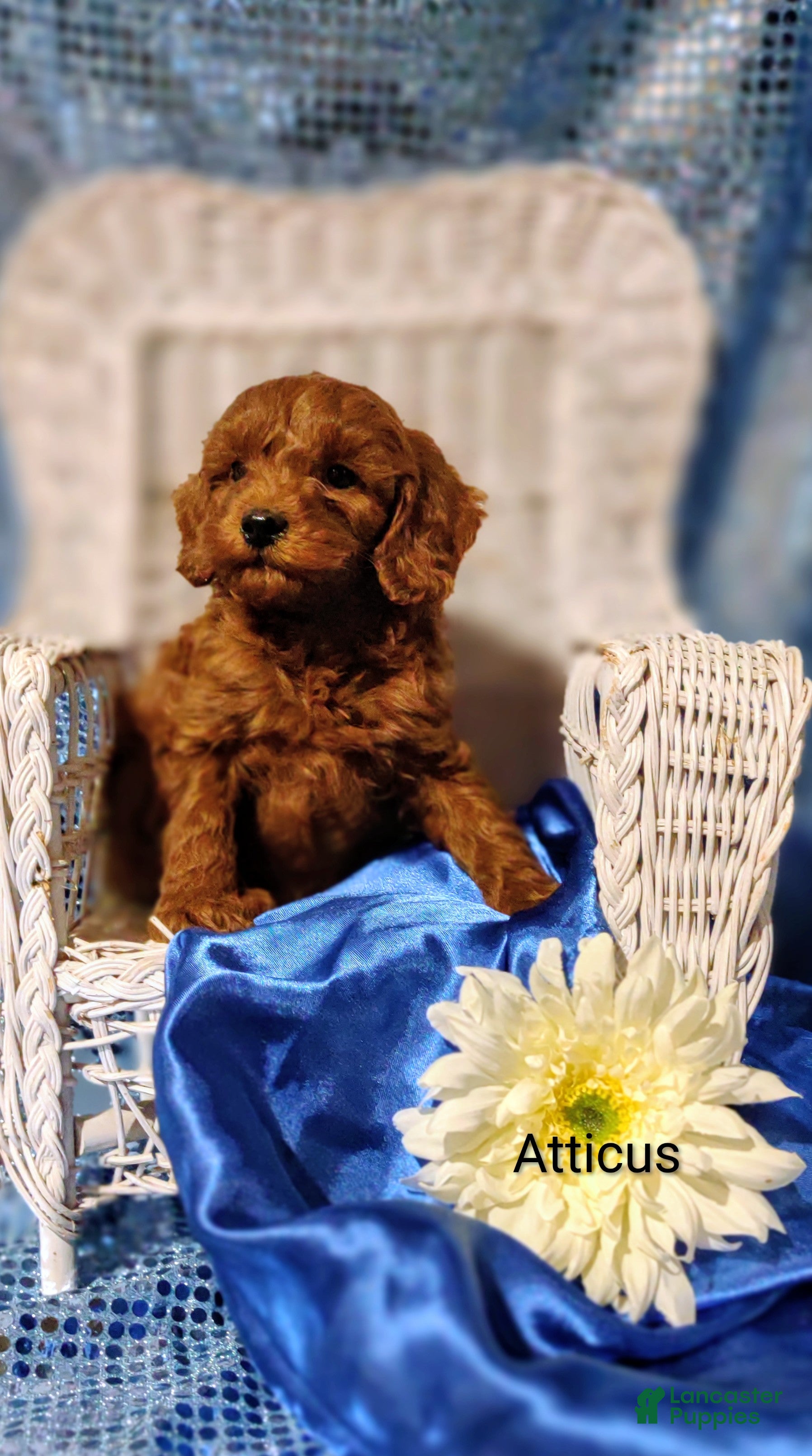 Cavapoo dogs Cavapoo F1b 4 Atticus  - Ad 2