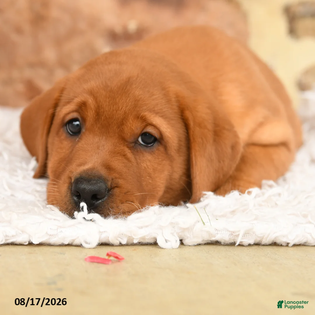 Labrador Retriever dogs for sale: Flower - Ad 2