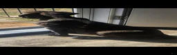Cane Corso dogs for sale: Cane Corso 2 - Ad 86