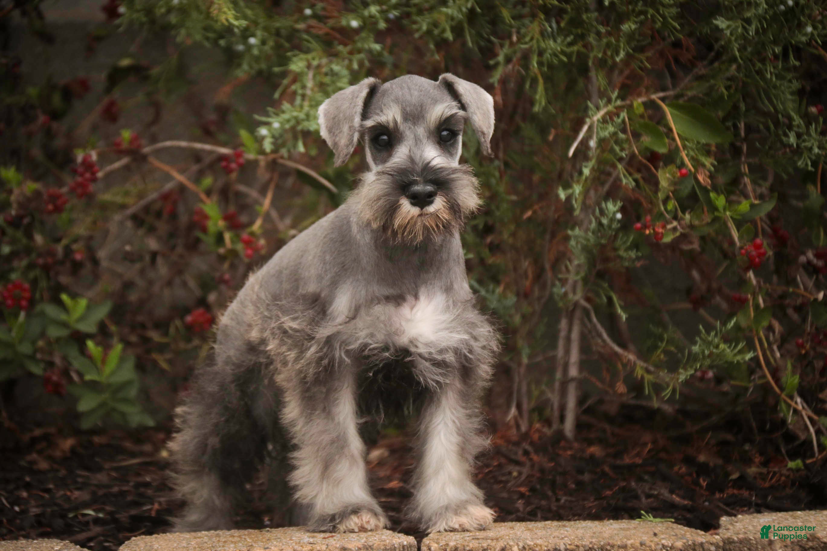 Miniature Schnauzer dogs Quartz Miniature Schnauzer  - Ad 2