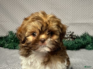 Shih Tzu dogs Zoey - Ad 35