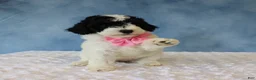Mixed Breed dogs for sale: Bella - Ad 3