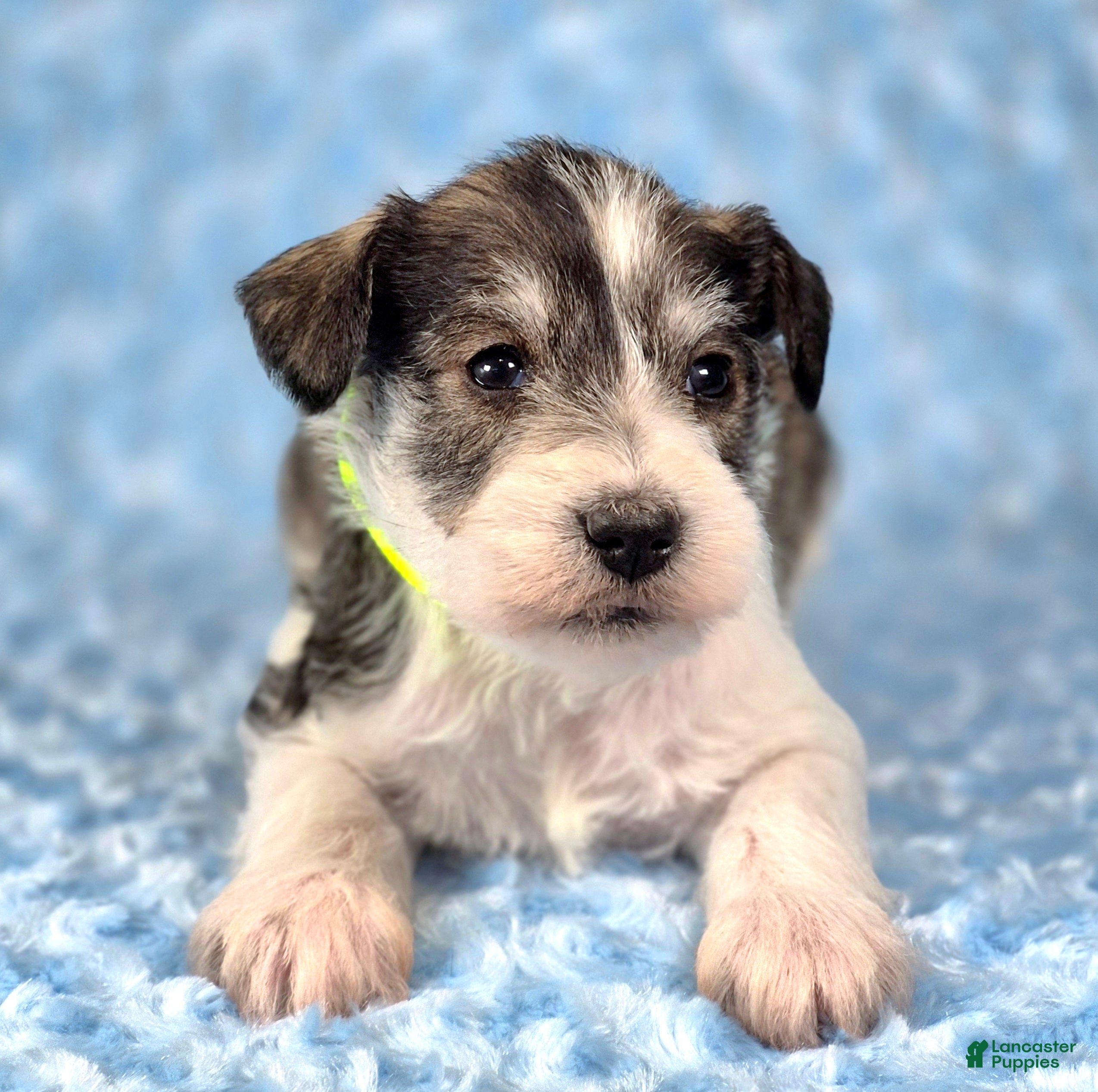 Miniature Schnauzer dogs Maverick - Ad 2