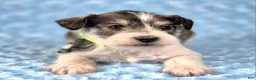 Miniature Schnauzer dogs for sale: Maverick - Ad 2