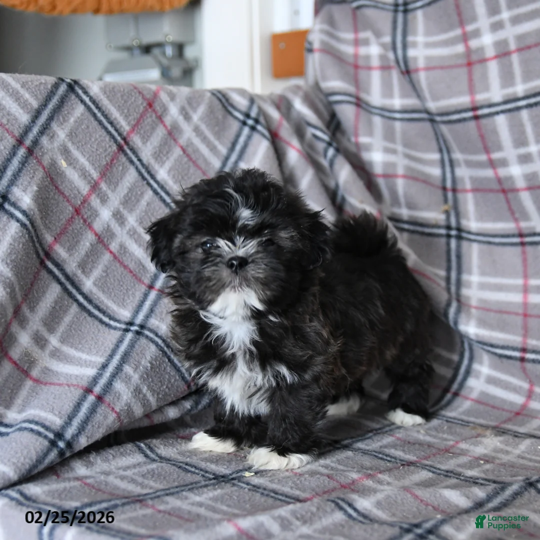 Shih Tzu dogs for sale: Smore  - Ad 3