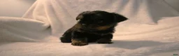 Shorkie dogs for sale: Beau - Ad 6