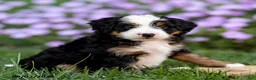 Mini Bernedoodle dogs for sale: George - Ad 7