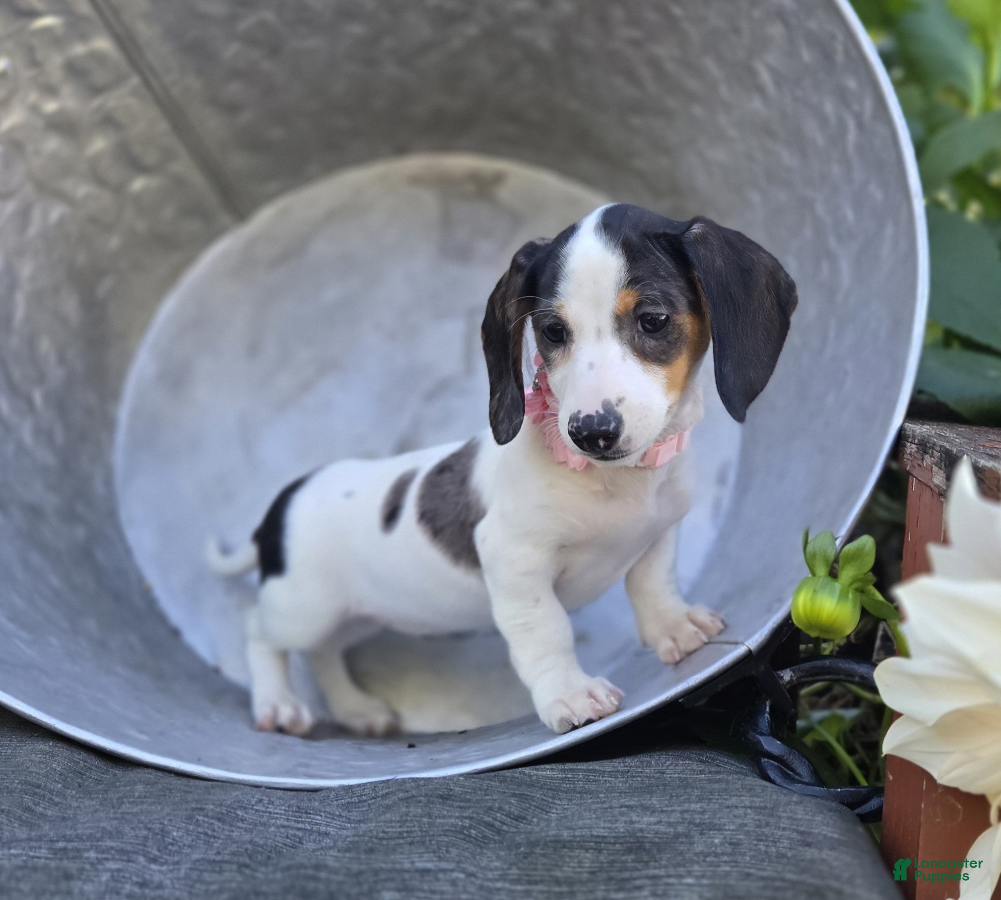 Miniature Dachshund dogs Teresa - Ad 2