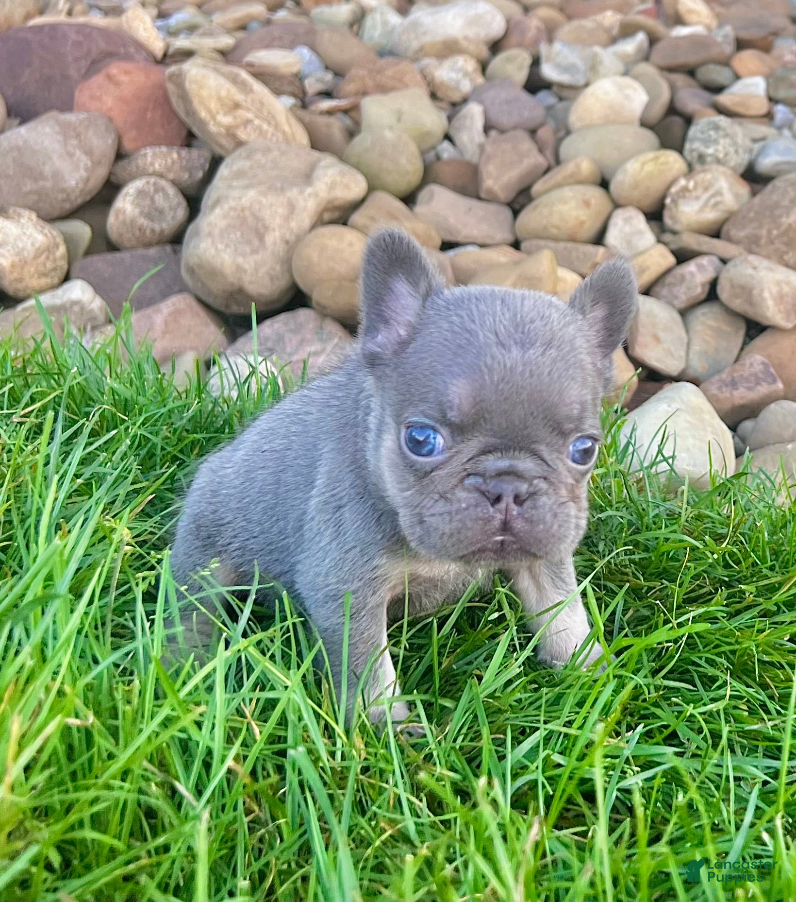 French Bulldog dogs Alex - Ad 2