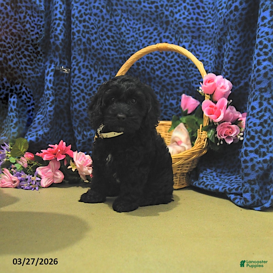 Cockapoo dogs Forest - Ad 2