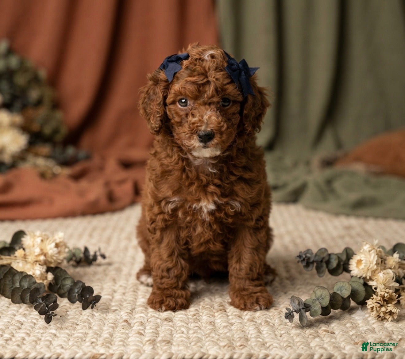 Mini Goldendoodle dogs Cannoli - Ad 1