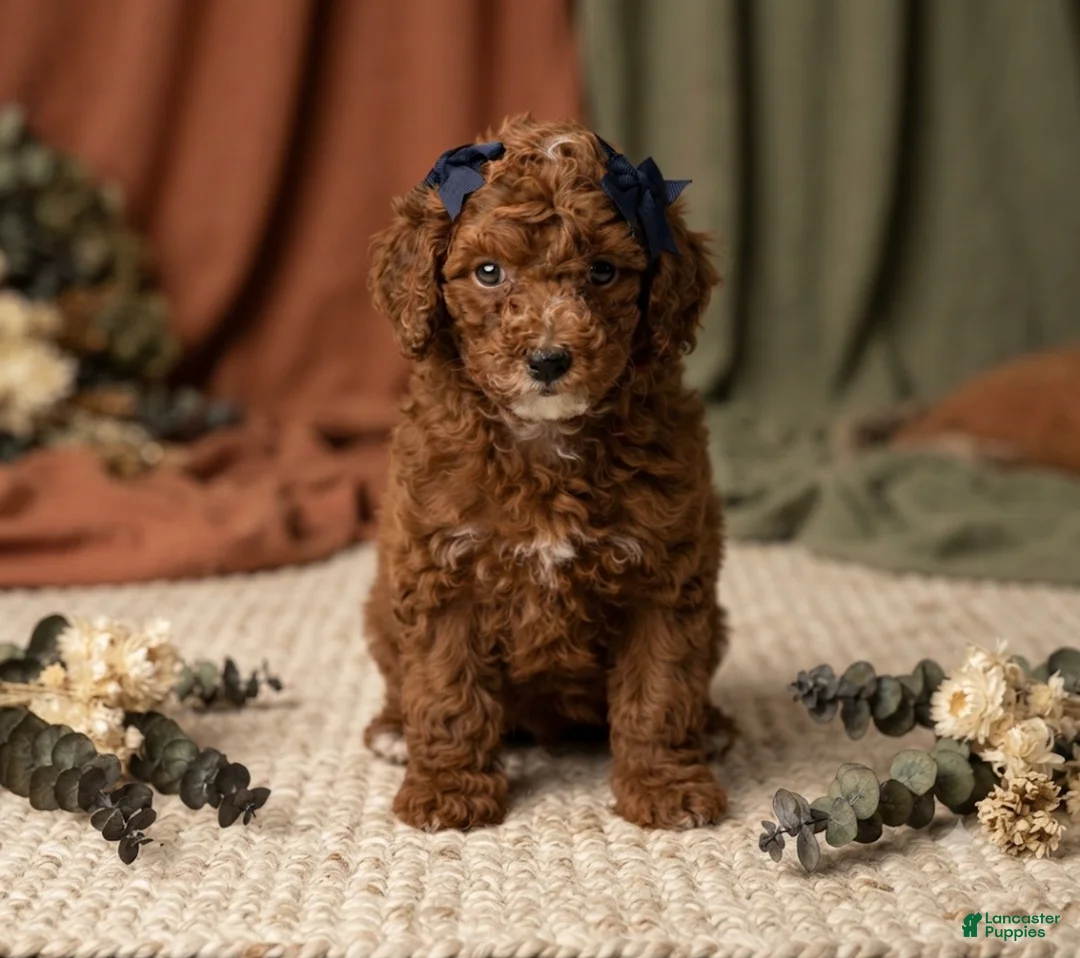 Mini Goldendoodle dogs for sale: Cannoli - Ad 1