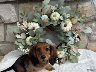 Miniature Dachshund dogs Miniature Dachshund Puppy 4 - Ad 13