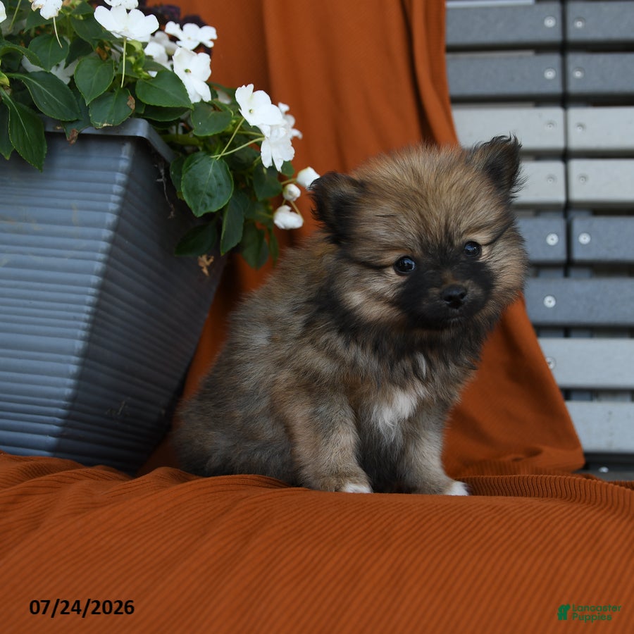 Pomeranian dogs Muskateers - Ad 2