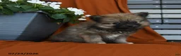 Pomeranian dogs for sale: Muskateers - Ad 2
