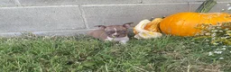 Boston Terrier dogs for sale: Layla - Ad 4