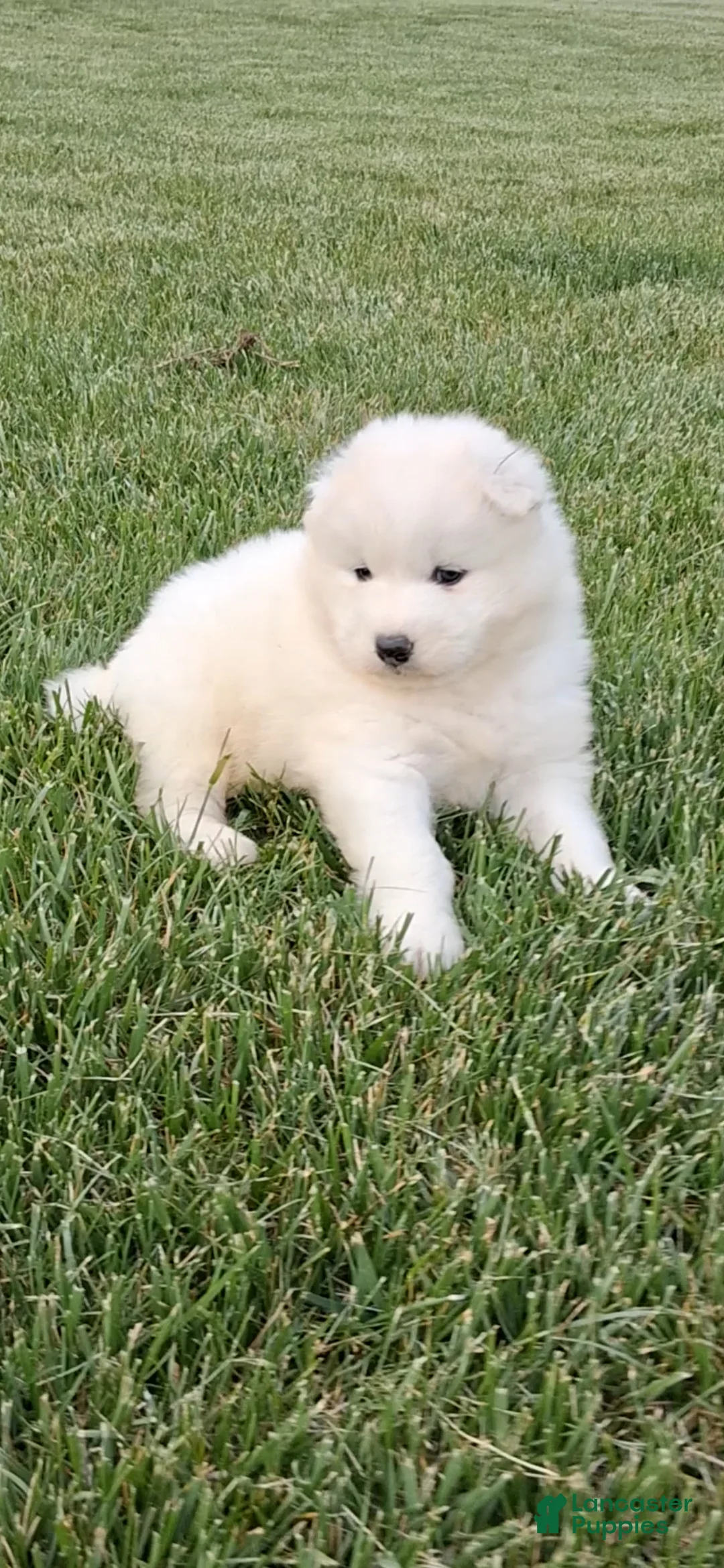 Samoyed dogs for sale: Fiona  - Ad 2