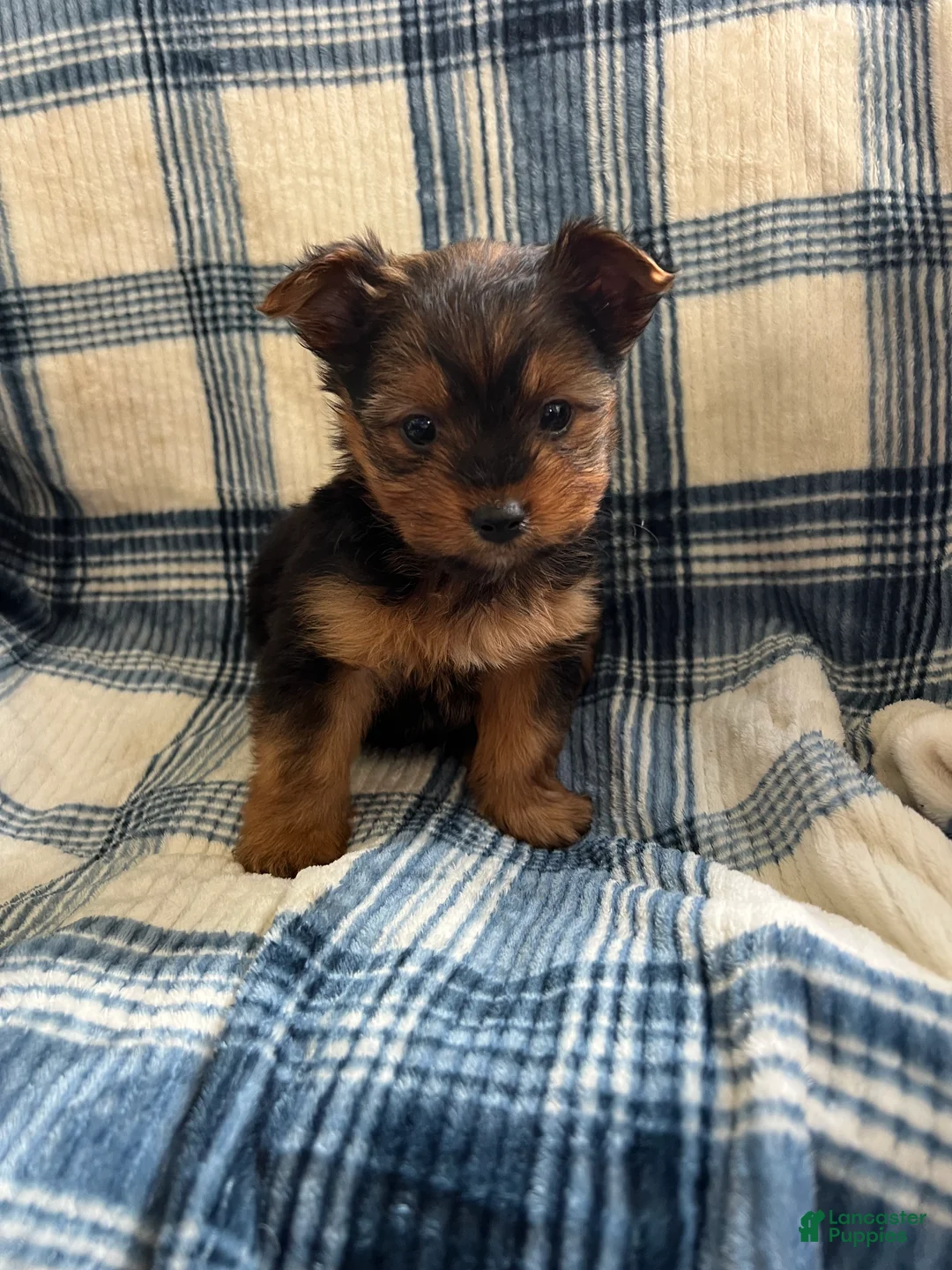 Yorkshire Terrier dogs for sale: Yorkshire -Snipper - Ad 2