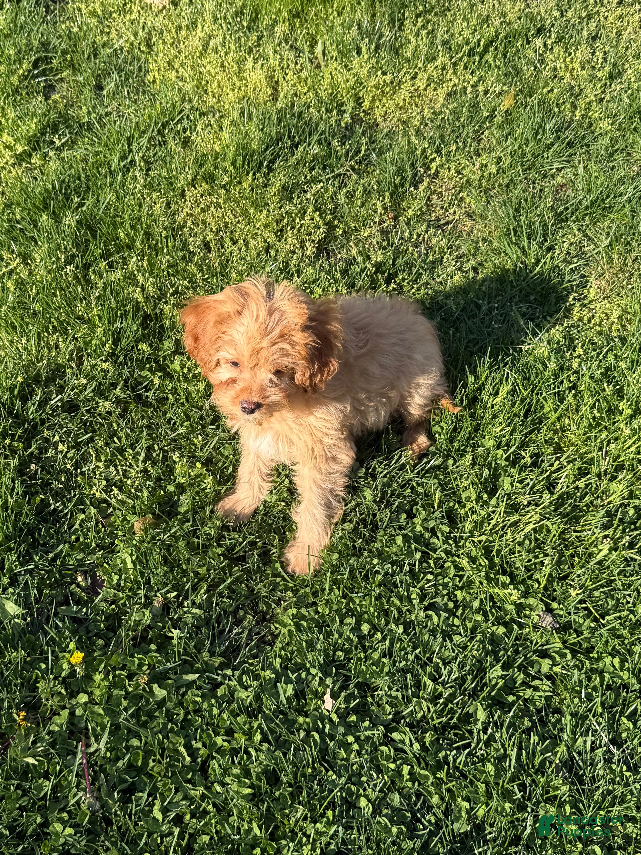 Cavapoo dogs Rusty - Ad 2