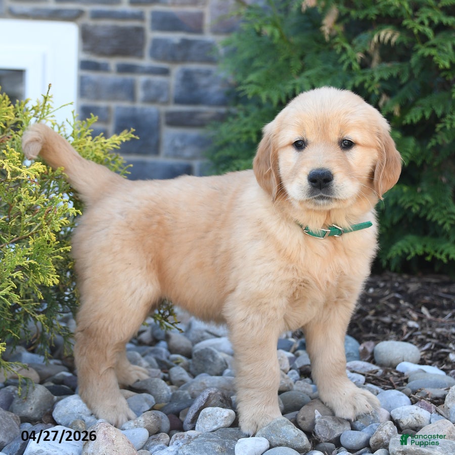 Golden Retriever dogs Goldie - Ad 2